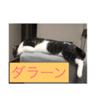 ルナとクロエの猫スタンプ 3（個別スタンプ：23）