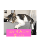 ルナとクロエの猫スタンプ 3（個別スタンプ：25）