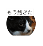 ルナとクロエの猫スタンプ 3（個別スタンプ：27）