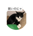 ルナとクロエの猫スタンプ 3（個別スタンプ：29）