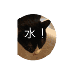 ルナとクロエの猫スタンプ 3（個別スタンプ：30）