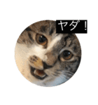 ルナとクロエの猫スタンプ 3（個別スタンプ：31）