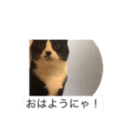 ルナとクロエの猫スタンプ 3（個別スタンプ：32）