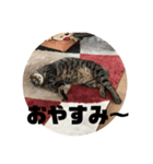 ぴけのすたんぷ（個別スタンプ：2）