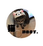 ぴけのすたんぷ（個別スタンプ：5）