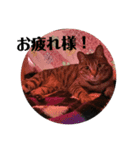 ぴけのすたんぷ（個別スタンプ：6）