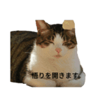 靴下戦隊3（個別スタンプ：1）
