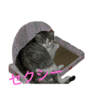 靴下戦隊3（個別スタンプ：2）