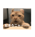 うちの注さん（個別スタンプ：2）