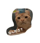 うちの注さん（個別スタンプ：7）