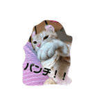 うちの注さん（個別スタンプ：13）