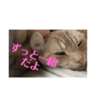 うちの注さん（個別スタンプ：16）