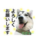 ロジャースタンプ（個別スタンプ：2）