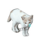 子猫ちーちゃんの英語で基本のお返事（個別スタンプ：1）