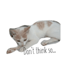 子猫ちーちゃんの英語で基本のお返事（個別スタンプ：2）