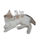 子猫ちーちゃんの英語で基本のお返事（個別スタンプ：3）