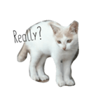 子猫ちーちゃんの英語で基本のお返事（個別スタンプ：4）