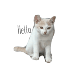 子猫ちーちゃんの英語で基本のお返事（個別スタンプ：5）