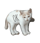 子猫ちーちゃんの英語で基本のお返事（個別スタンプ：6）