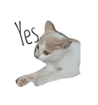 子猫ちーちゃんの英語で基本のお返事（個別スタンプ：7）