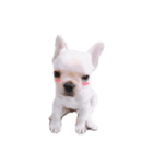 フレンチブルドッグの義経くん（個別スタンプ：6）