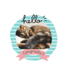 我が家の可愛い猫たち（個別スタンプ：1）