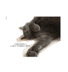 我が家の可愛い猫たち（個別スタンプ：2）