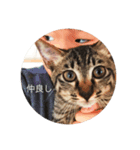 我が家の可愛い猫たち（個別スタンプ：4）