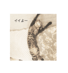 我が家の可愛い猫たち（個別スタンプ：5）