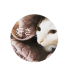 我が家の可愛い猫たち（個別スタンプ：6）