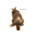 我が家の可愛い猫たち（個別スタンプ：7）
