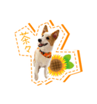 ボーダーコリーの茶々（個別スタンプ：1）