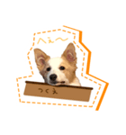 ボーダーコリーの茶々（個別スタンプ：6）