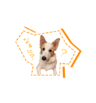 ボーダーコリーの茶々（個別スタンプ：8）