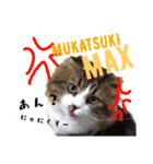 愛猫ふれんず！（個別スタンプ：6）