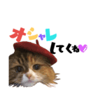 愛猫ふれんず！（個別スタンプ：7）