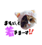 愛猫ふれんず！（個別スタンプ：9）