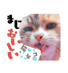 愛猫ふれんず！（個別スタンプ：10）
