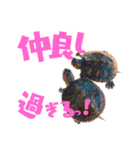 愛猫ふれんず！（個別スタンプ：11）