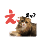 愛猫ふれんず！（個別スタンプ：14）