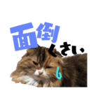 愛猫ふれんず！（個別スタンプ：16）