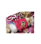 我が家のらっちゃん 2（個別スタンプ：10）
