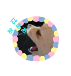 toypooネロくんpomeranianトイくん（個別スタンプ：2）