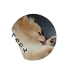 toypooネロくんpomeranianトイくん（個別スタンプ：3）