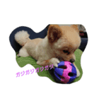 toypooネロくんpomeranianトイくん（個別スタンプ：4）