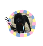 toypooネロくんpomeranianトイくん（個別スタンプ：5）