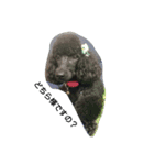 toypooネロくんpomeranianトイくん（個別スタンプ：6）