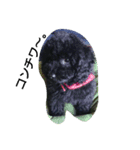 toypooネロくんpomeranianトイくん（個別スタンプ：7）