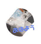 ラグドール 6ヶ月 ベル（個別スタンプ：4）