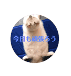 ラグドール 6ヶ月 ベル（個別スタンプ：10）
